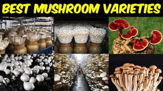 Best MUSHROOM VARIETIES to grow  Delicious Edible Mushroom Variety [upl. by Carberry]