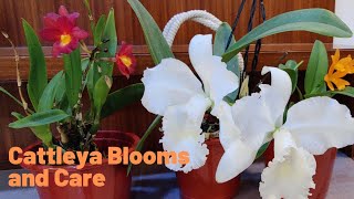 Blooming Cattleya Orchids and Care tips [upl. by Ennovyhs134]