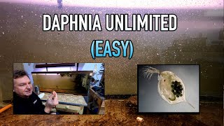 How I Raise Daphnia Water Fleas And You Can Too [upl. by Brodeur884]