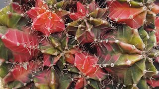 Gymnocalycium quotEmeraldquot Cactus from Thailand Famous Nursery Petchtamsee PTS [upl. by Seyler]