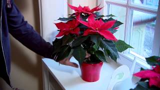 Poinsettia Care Guide [upl. by Htabmas]