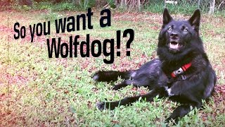 So You Want To Own a Wolfdog [upl. by Elfrieda68]