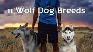 11 Wolf dogs Wolf hybrid dog breeds [upl. by Teresina]