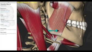 Muscles of Mastication Smart Lecture [upl. by Salguod]