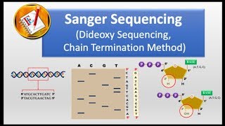 How Sanger Sequencing Works Classic Sanger Method [upl. by Lenard]