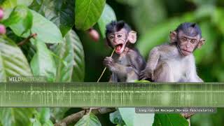 Longtailed Macaque  Sounds and Calls [upl. by Delaine]