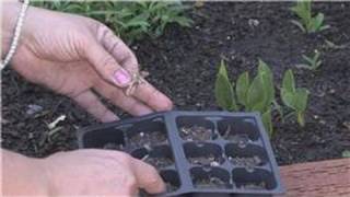 Flower Gardening  How to Grow Carnations From Seeds [upl. by Darill]