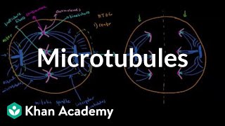 Microtubules  Cells  MCAT  Khan Academy [upl. by Carmine]