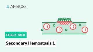 Secondary Hemostasis  Part 1 Coagulation Cascade [upl. by Lienet]