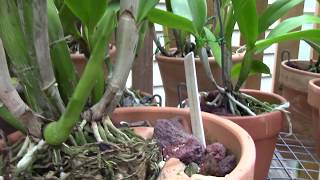 orchidsgrow talk cattleyas and light [upl. by Elocyn]