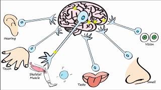 Electrophysiology Part 1  The Resting Membrane Potential RMP amp Action Potentials [upl. by Aicnilav]