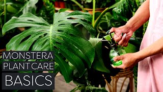 Monstera Deliciosa Plant Care Beginner Swiss Cheese Plant Tips [upl. by Ynnij181]