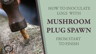 Inoculating Mushroom Logs With Plug Spawn From Start to Finish [upl. by Nimrac]