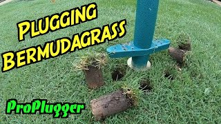 How to Plug Bermudagrass  Bermuda Grass Plugs  Plugging Grass [upl. by Falkner621]