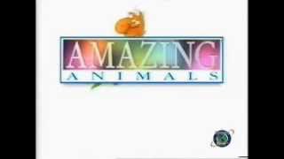 Amazing Animals  Opening amp Ending Discovery Kids 19962000 [upl. by Marozas156]