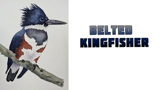 Belted Kingfisher [upl. by Yeruoc]