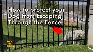 Dog Escaping Fence How to Prevent amp Fix Common Problems [upl. by Sherrard]