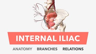 Internal Iliac Artery  Anatomy Branches amp Relations [upl. by Anirbas792]