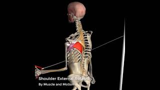 Shoulder External Rotation  3D Anatomy [upl. by Bettye]