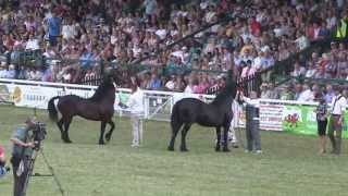 COB CHAMPION CLASS Royal Welsh Show [upl. by Gerdi578]