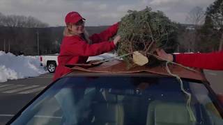 How to tie a Christmas tree to your car [upl. by Nidnarb]