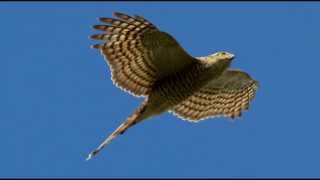 Sparrowhawk Bird Call Bird Song [upl. by Mancino]