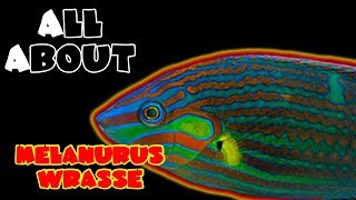 All About The Melanurus Wrasse or Hoevens or Wardley [upl. by Annotahs]