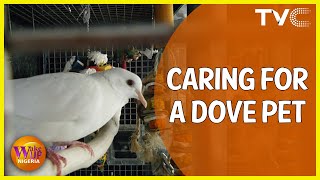 Domesticating Doves  What To Know About Having A Dove As A Pet [upl. by Osbourn989]