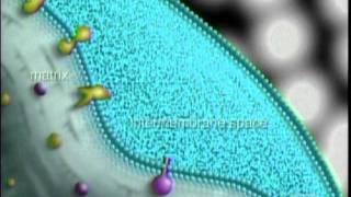 Glucose Metabolismmpg [upl. by Atlee305]