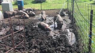 PIGS PLAYING IN THE MUD [upl. by Frisse214]