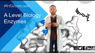 Enzymes Part 1  Structure function and rates  A Level Biology [upl. by Audun]