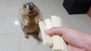 marmot gets to chew sponge cake for the first time [upl. by Aihsekat637]