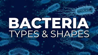 BACTERIA TYPES AND SHAPES [upl. by Darahs627]