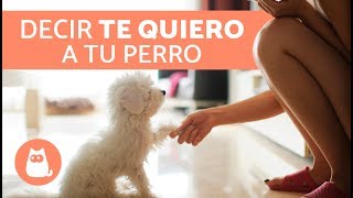 7 MANERAS DE DECIRLE A UN PERRO QUE LO AMAS [upl. by Shiverick]