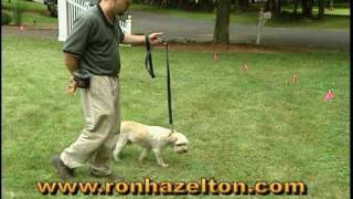 How to Install an Invisible Dog Fence [upl. by Bruner]