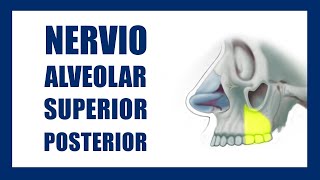 💉 Técnica Anestésica Alveolar Superior Posterior 🚨 ✅ [upl. by Reyotal]