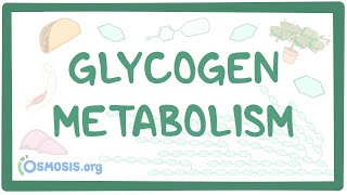 Glycogen metabolism [upl. by Ardine]