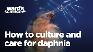 Caring and Culturing for Daphnia [upl. by Eeroc421]