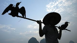 Chinas Cormorant Fishermen [upl. by Narra]