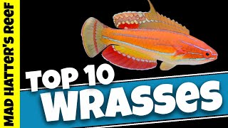 Top 10 Reef Safe Wrasse [upl. by Cardinal]