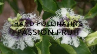 How to Hand Pollinating Passion Fruit Vine  Maracuya [upl. by Airotciv]