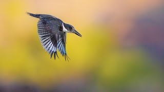 Belted King Fisher [upl. by Lanfri]