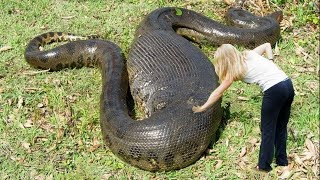 Worlds LARGEST Snakes EVER [upl. by Hervey]