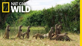 Mongooses Stick Together For Survival  Nat Geo Wild [upl. by Akim546]