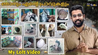 ഞാനും എന്റെ പ്രാവുകളുംl My Loft Video l GADITANO POUTER l LOFT VIDEO l Me Talks l metalks metalks [upl. by Lorelle]