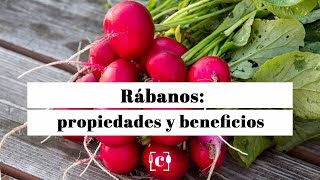 Rábano sus propiedades beneficios y valor nutricional [upl. by Lederer]