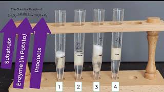 Enzyme Potato Experiment [upl. by Sholeen]