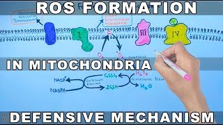 ROS Formation in Mitochondria and Defensive Mechanism [upl. by Galer861]