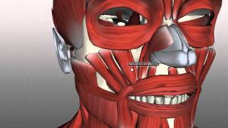 Muscles of Facial Expression  Anatomy Tutorial PART 2 [upl. by Dosia]