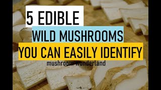 5 Edible Wild Mushrooms you can Easily Identify [upl. by Colby545]